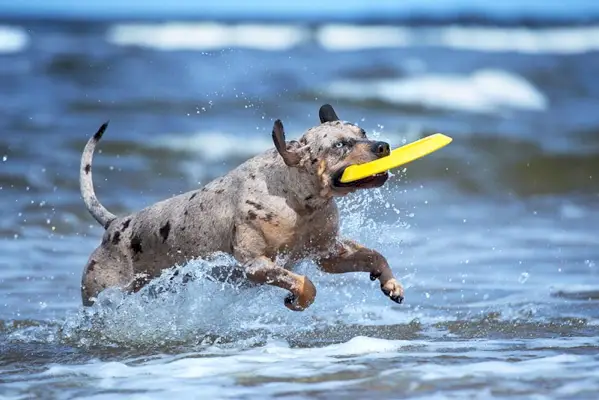 catahoulahond die in de zee speelt
