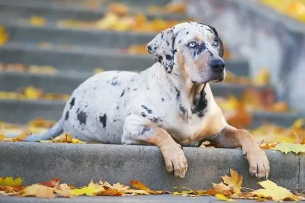 Merle Catahoula-luipaard