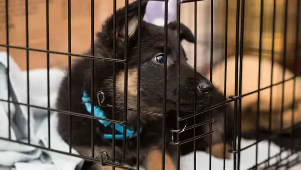 15 jaunų šuniukų turi būti tėvai