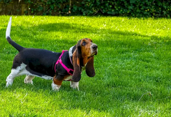Vacker kvinnlig bassethund som bär en rosa sele