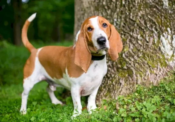 Basset-Hound-outdoors_Mary-Swift_shutterstock