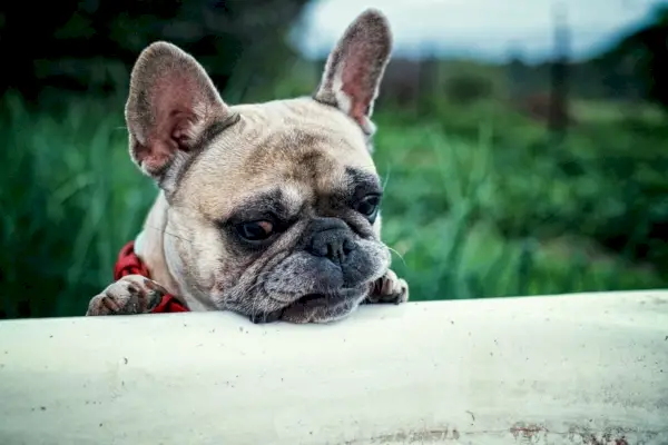 Smeđi francuski buldog