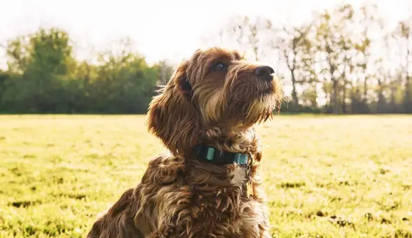 Avantaje și dezavantaje ale nucă de cocos