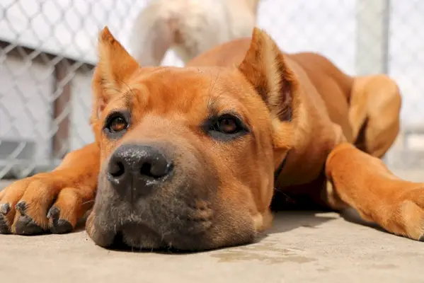 גור קנה אדום שוכב