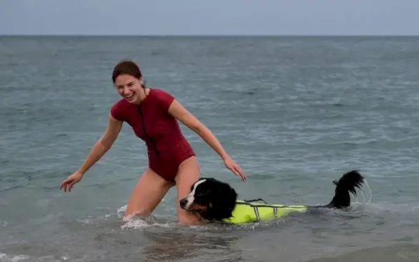 djevojka uči svog bernskog planinskog psa plivati ​​u moru u posebnom prsluku za spašavanje