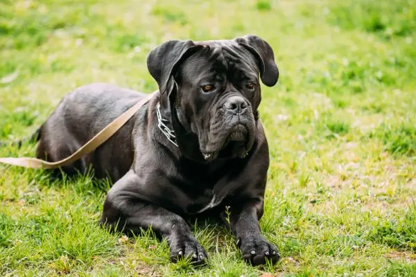 ¿Es el Cane Corso un buen perro guardián? Temperamento y rasgos de personalidad