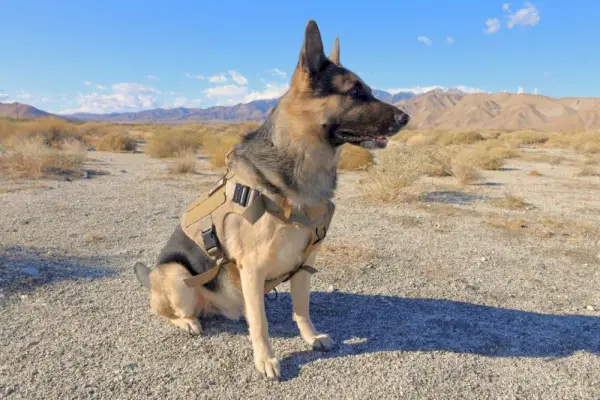 Cão pastor alemão macho sentado no deserto nos arredores de Palm Springs usando um colete tático para cães K9
