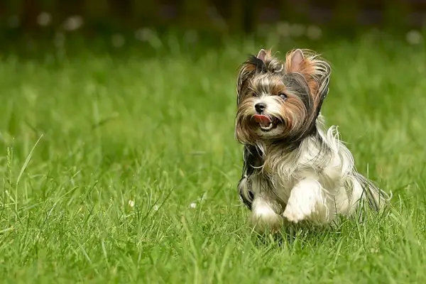 Biewer-Yorkshire-terrier_murPhotographer_shutterstock