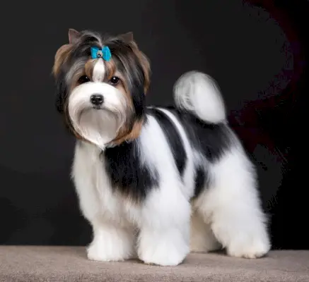 Biewer-Yorkshire-Terrier_Liliya-Kulianionak_shutterstock