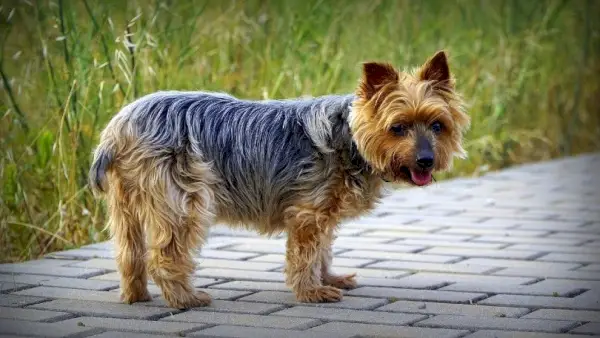 Yorkshire Terrier in piedi sul marciapiede