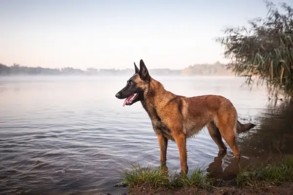 Belgischer Malinois-Hund im See