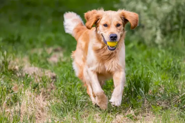 Bellissimo cane golden retriever che corre giocando a prendere