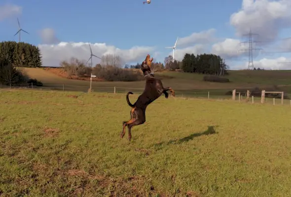 куче доберман скача високо, за да донесе топка