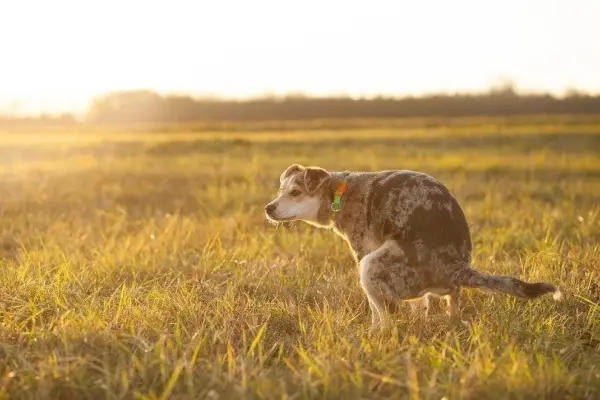 caca de chien sur l'herbe