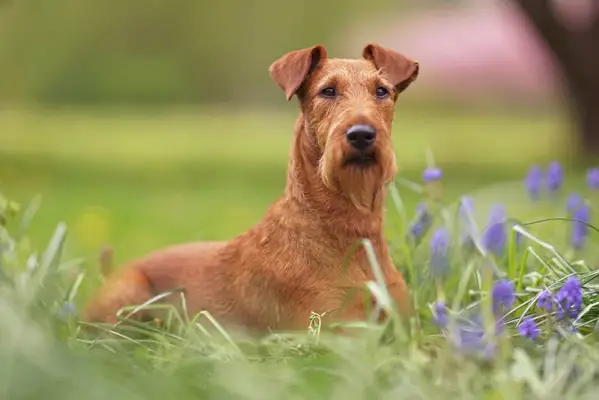 Pes irski terier, ki leži na travi