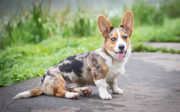 кученце от уелско корги от син мерл и тен жилетка
