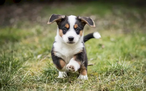 черно и тен уелско корги жилетка кученце