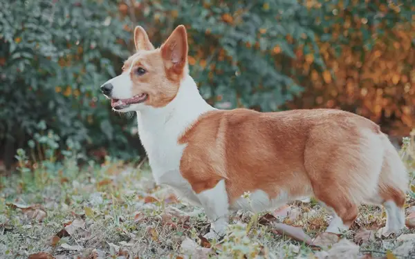 червено пемброк уелско корги