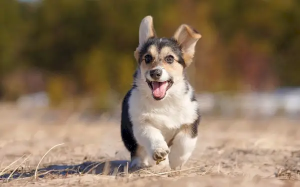 черноглаво трицветно пемброк корги