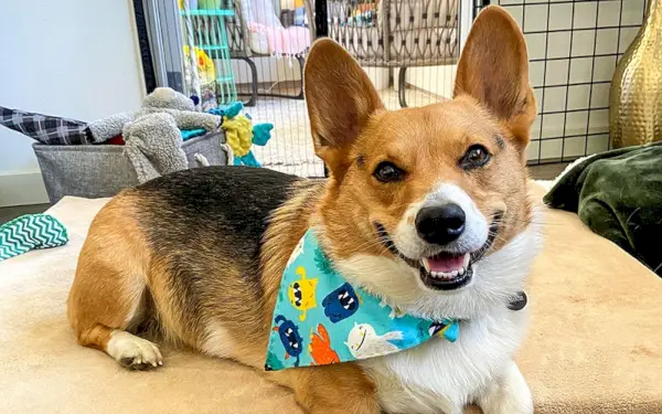 уелско пемброк корги