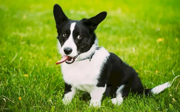 черно-бяла жилетка уелско корги