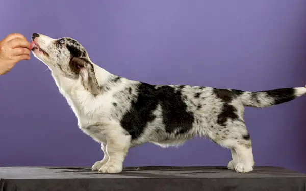 син мерл жилетка корги