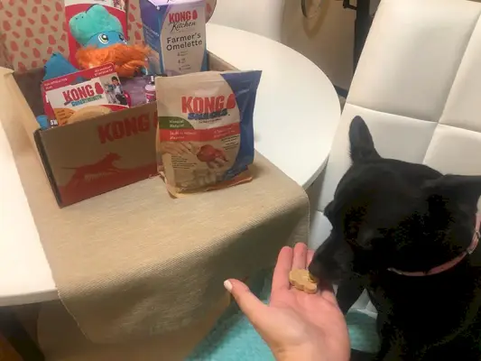 Ein schwarzer Hund, der einen Kong-Snack-Leckerbissen frisst