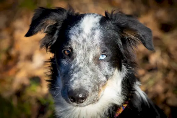 közelről fiatal merle border collie kutya