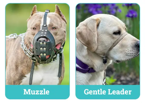 Snukis ir švelnus lyderis vienas šalia kito