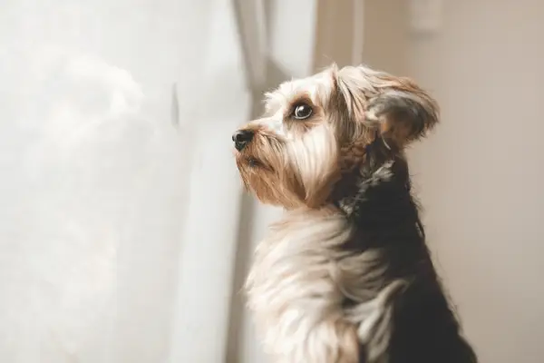 chien terrier allongé sur le rebord de la fenêtre