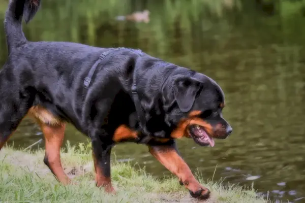 Rottweiler a folyó mellett