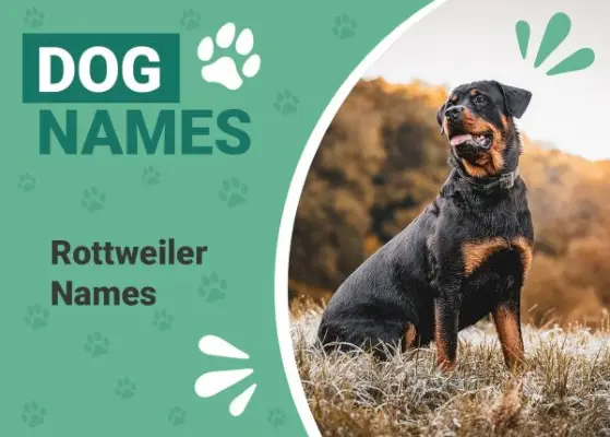 150+ Rottweiler név: Népszerű és erős ötletek Rottie számára