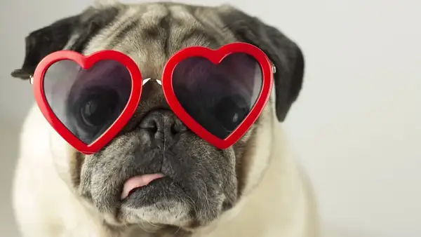 A legjobb kutyajátékok a Valentin -napon: Mit kell vásárolni háziállatokat 2024 -ben