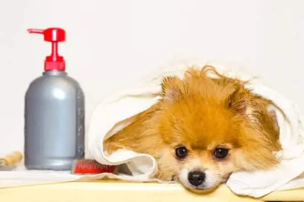 Kan jag sätta lotion på min hund? Veterinärgodkända tips för att hjälpa till med torr hud