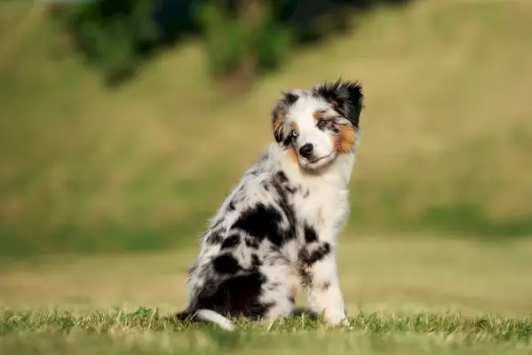 Минијатурно штене америчког овчара седи на трави