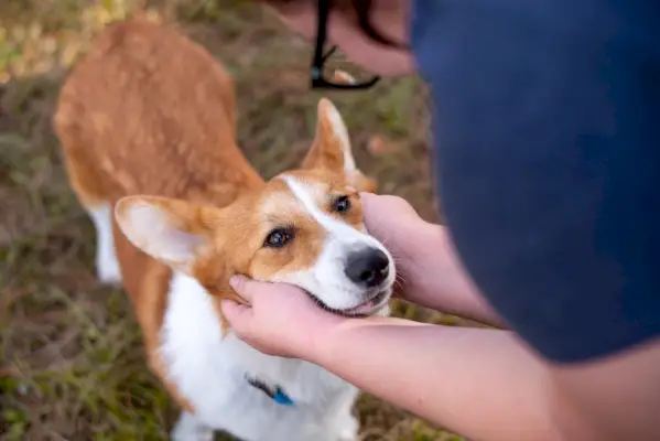 Cachorro Welsh Corgi sendo acariciado pelo dono em um parque