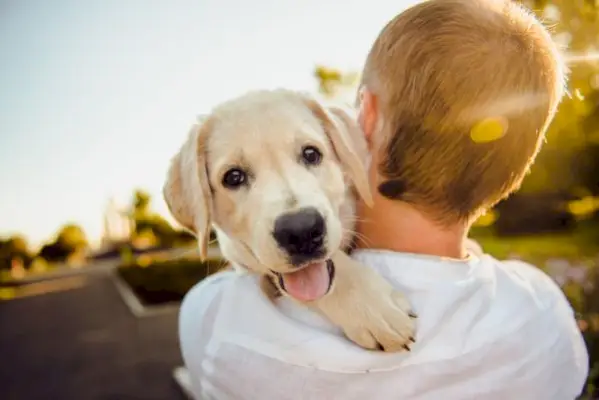 proprietário segurando ou abraçando um cachorrinho Labrador feliz