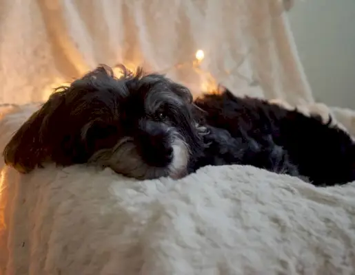 maltipoo hund liggande på soffan