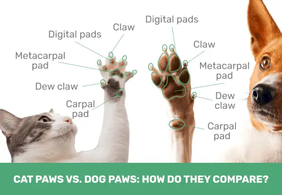 PK_Cat_Paws_vs._Dog_Paws__¿Cómo_se_comparan_