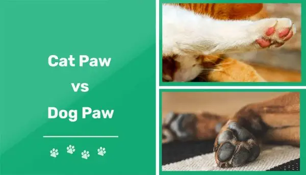 Pata de gato versus pata de perro: explicaciones de las diferencias revisadas por veterinarios