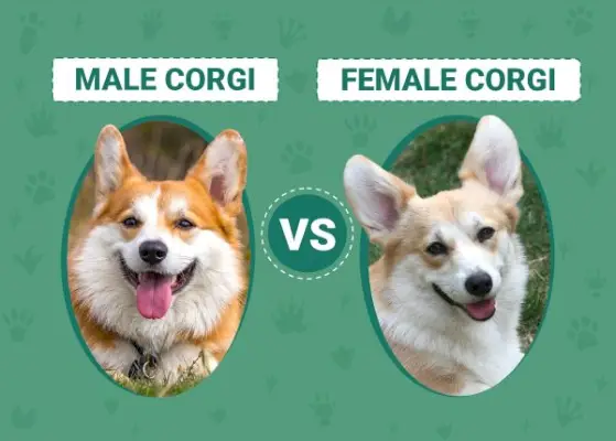 Corgis Mascle vs Femení