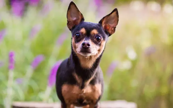 cheapest dog breed chihuahua standing