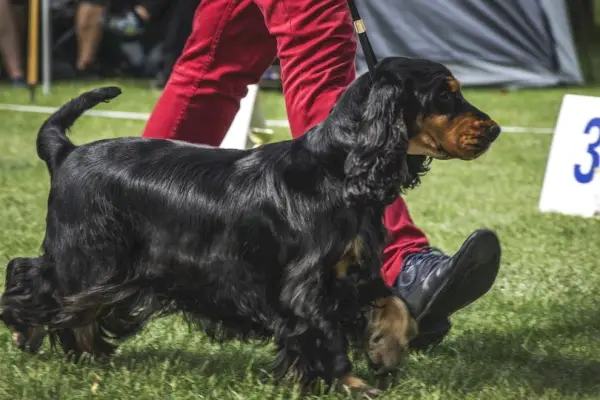 Cocker Spaniel går med trener