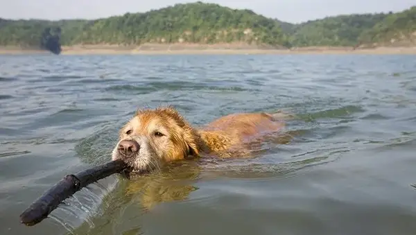 golden retriever takes a swim with a stick in his mouth