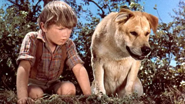 Vilken hundras var Old Yeller? Kända filmhundar