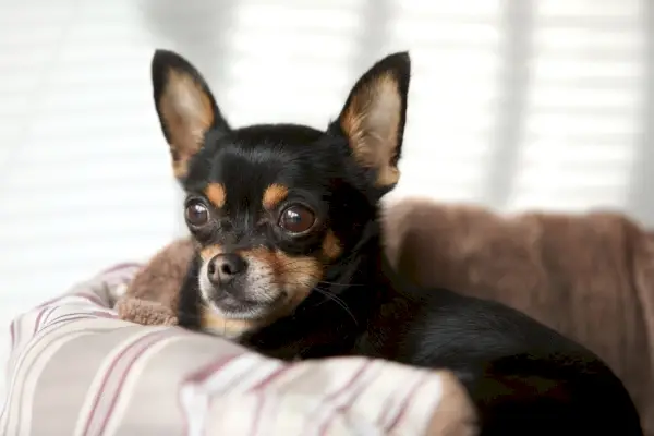Schwarzer Chihuahua im Hundebett