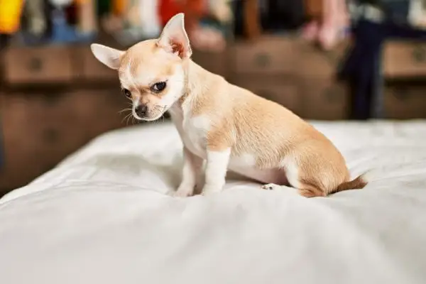 Schöner Chihuahua-Welpe auf dem Bett