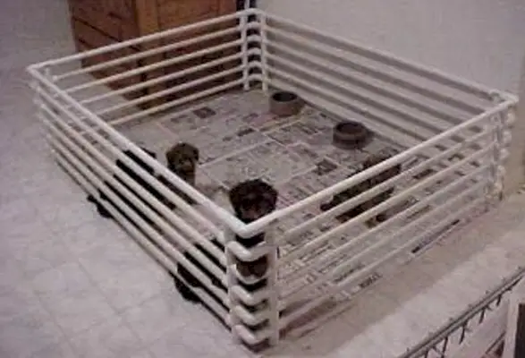 Dr Lorna Whittemore Photo