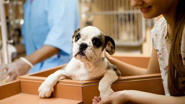 Állati örökbefogadási központban aranyos lány, aki egy örökbefogadásra kész kiskutyát tart' title=