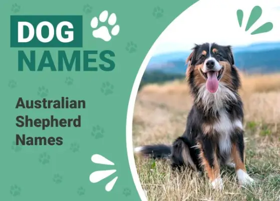 Über 150 Namen für australische Schäferhunde: Interessante und beliebte Ideen